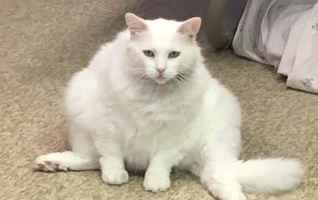 Anya